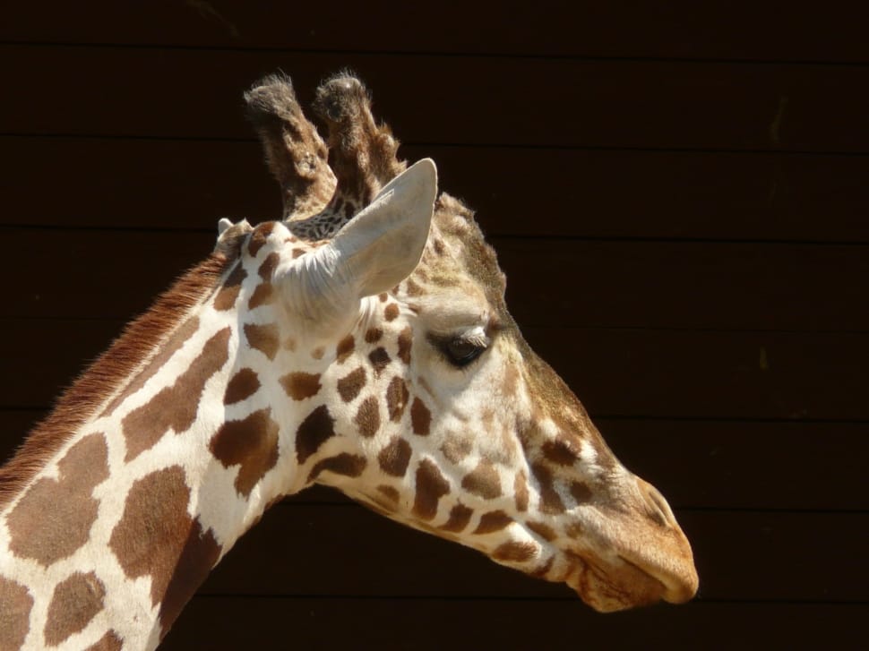 white and brown giraffe preview