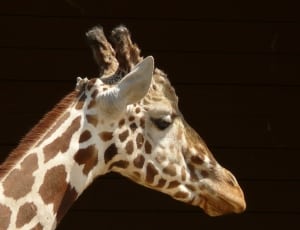 white and brown giraffe thumbnail