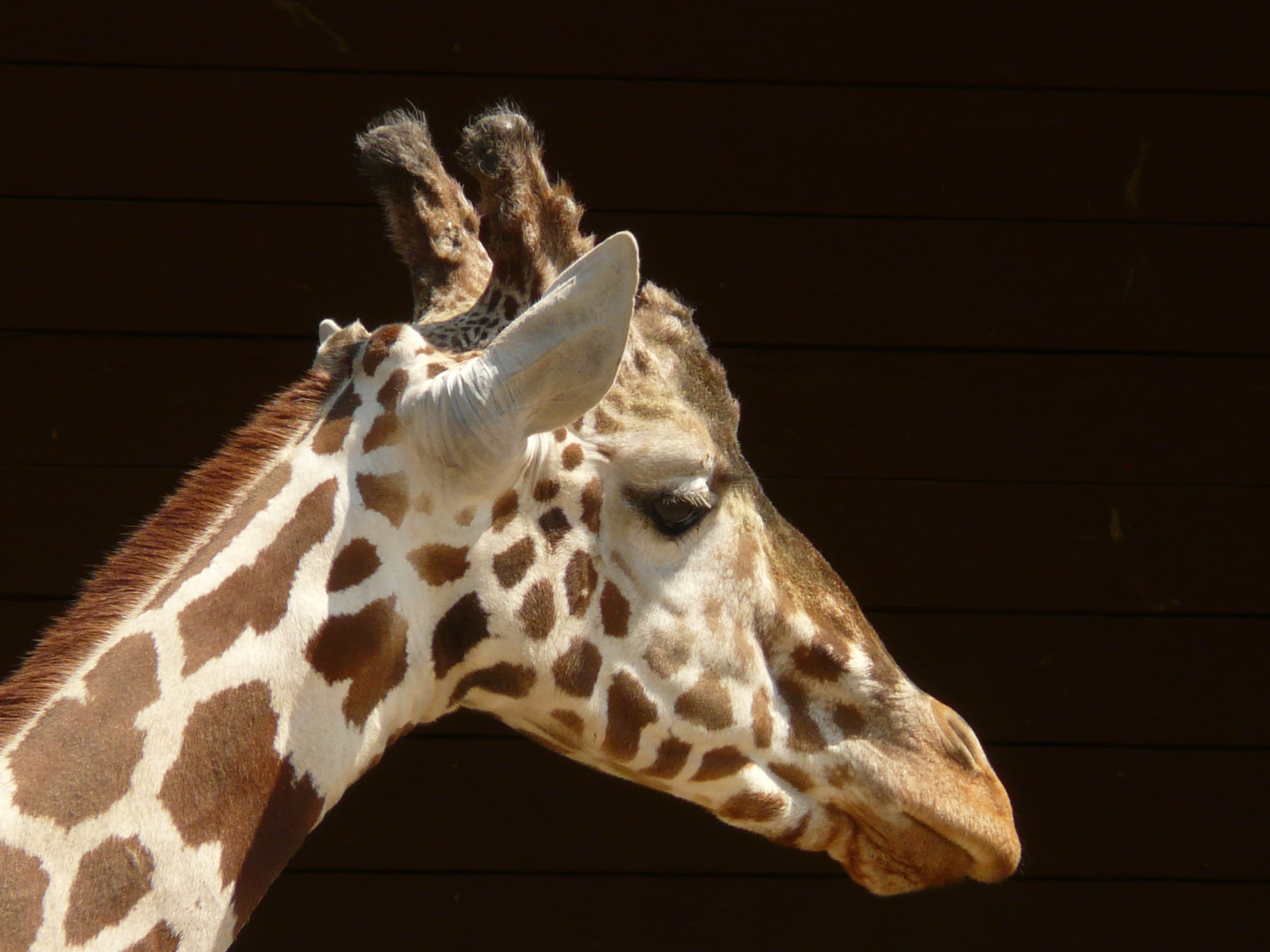 white and brown giraffe