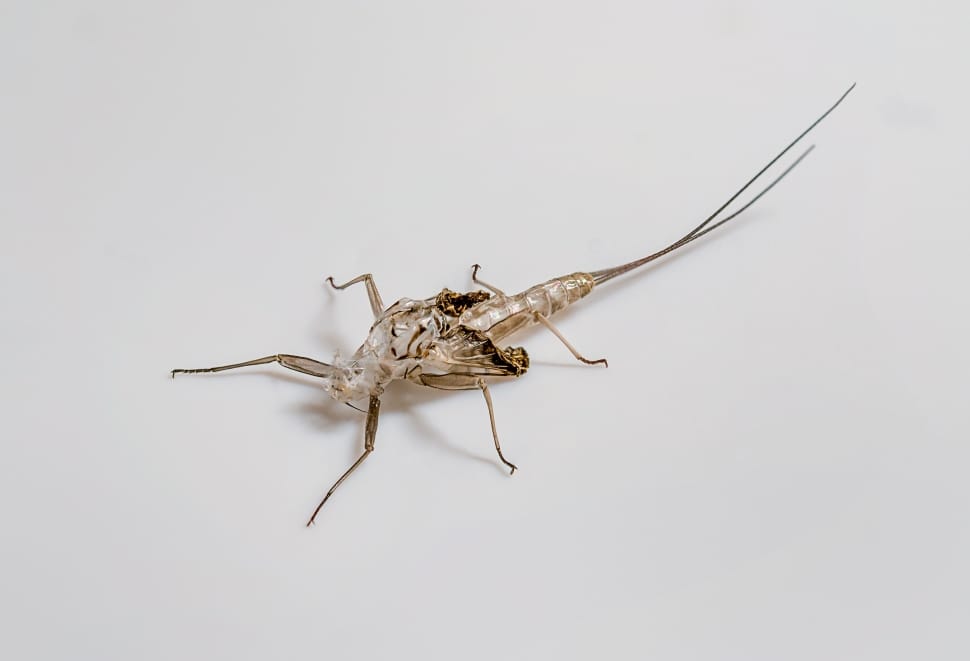 insect exoskeleton free image | Peakpx