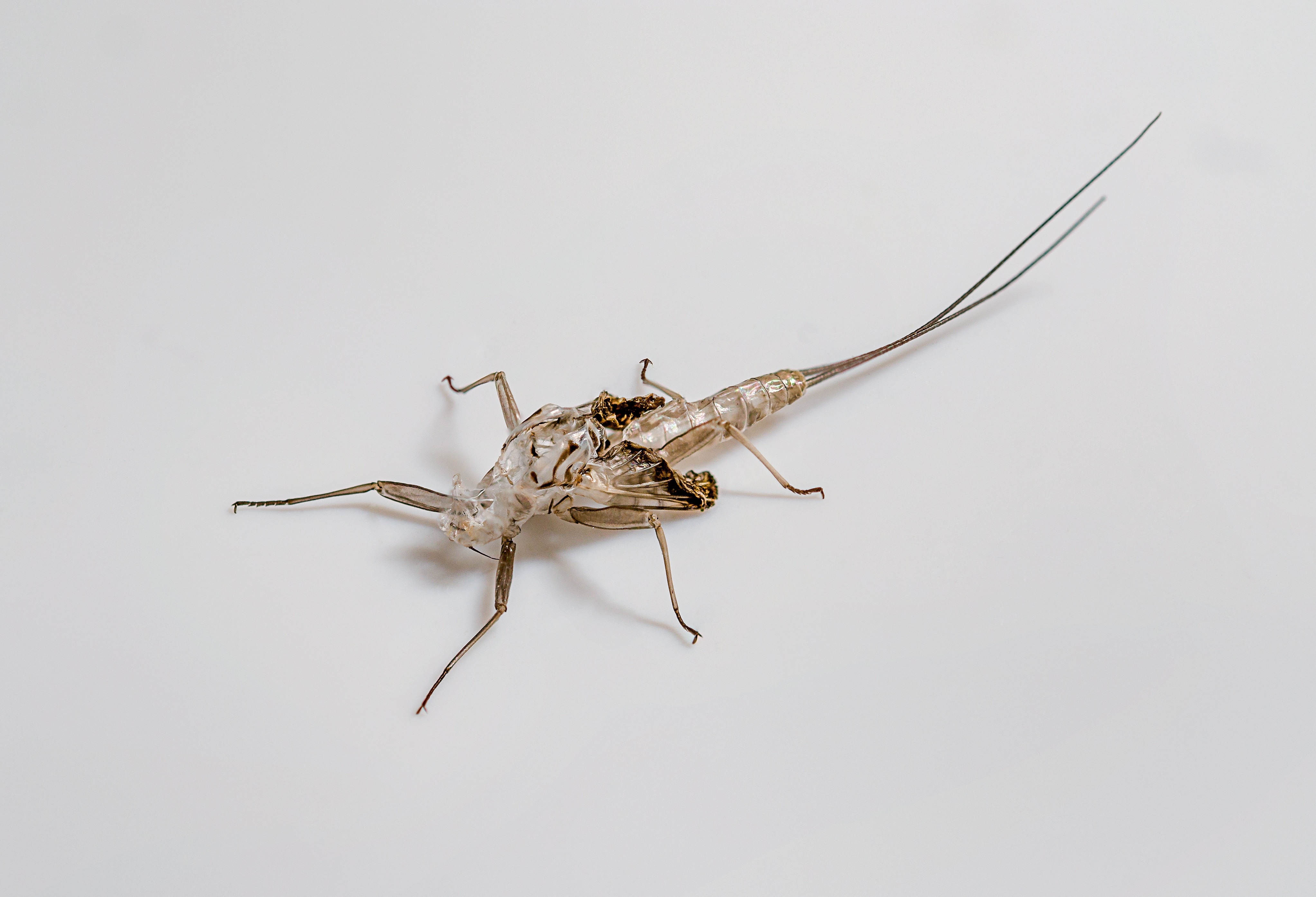 insect exoskeleton