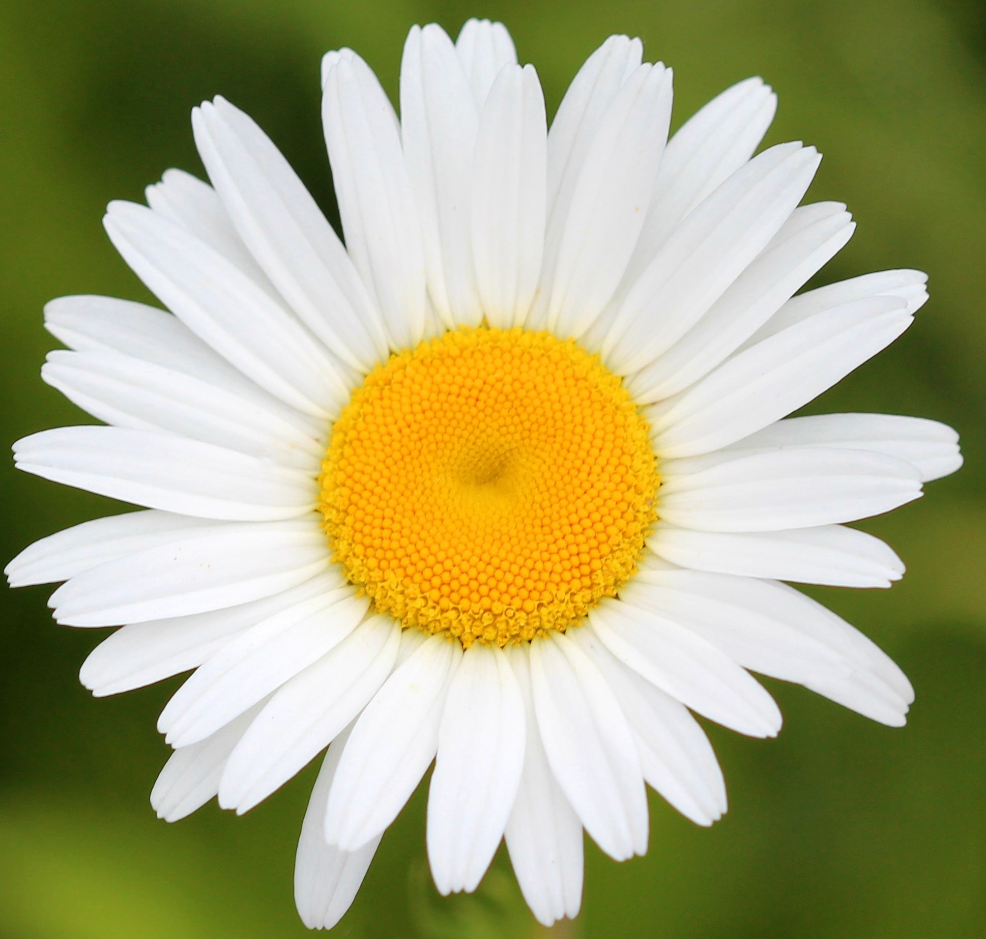 white and yellow flower