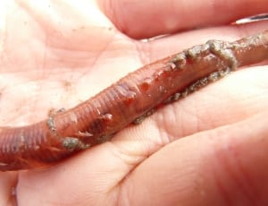 red earthworm thumbnail