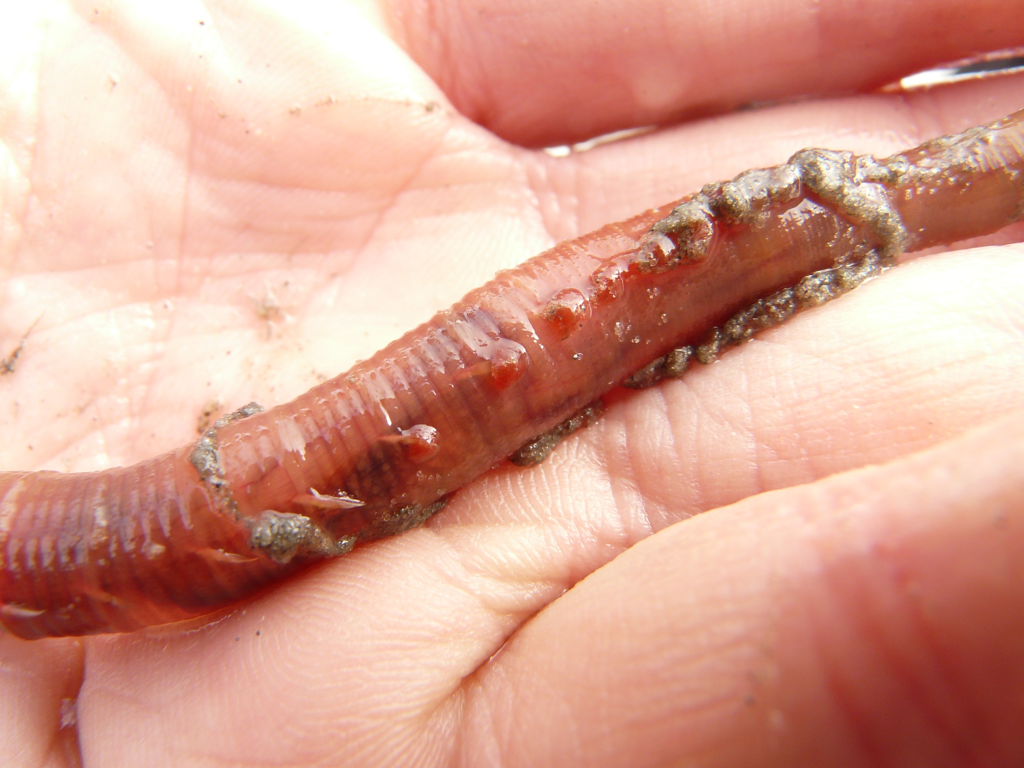 red earthworm