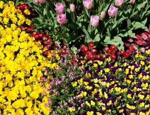 flower photography of bed of red, pink, and yellow petaled flowers thumbnail