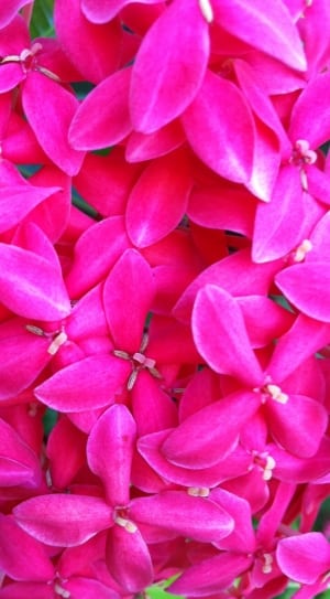 pink ixora flower thumbnail