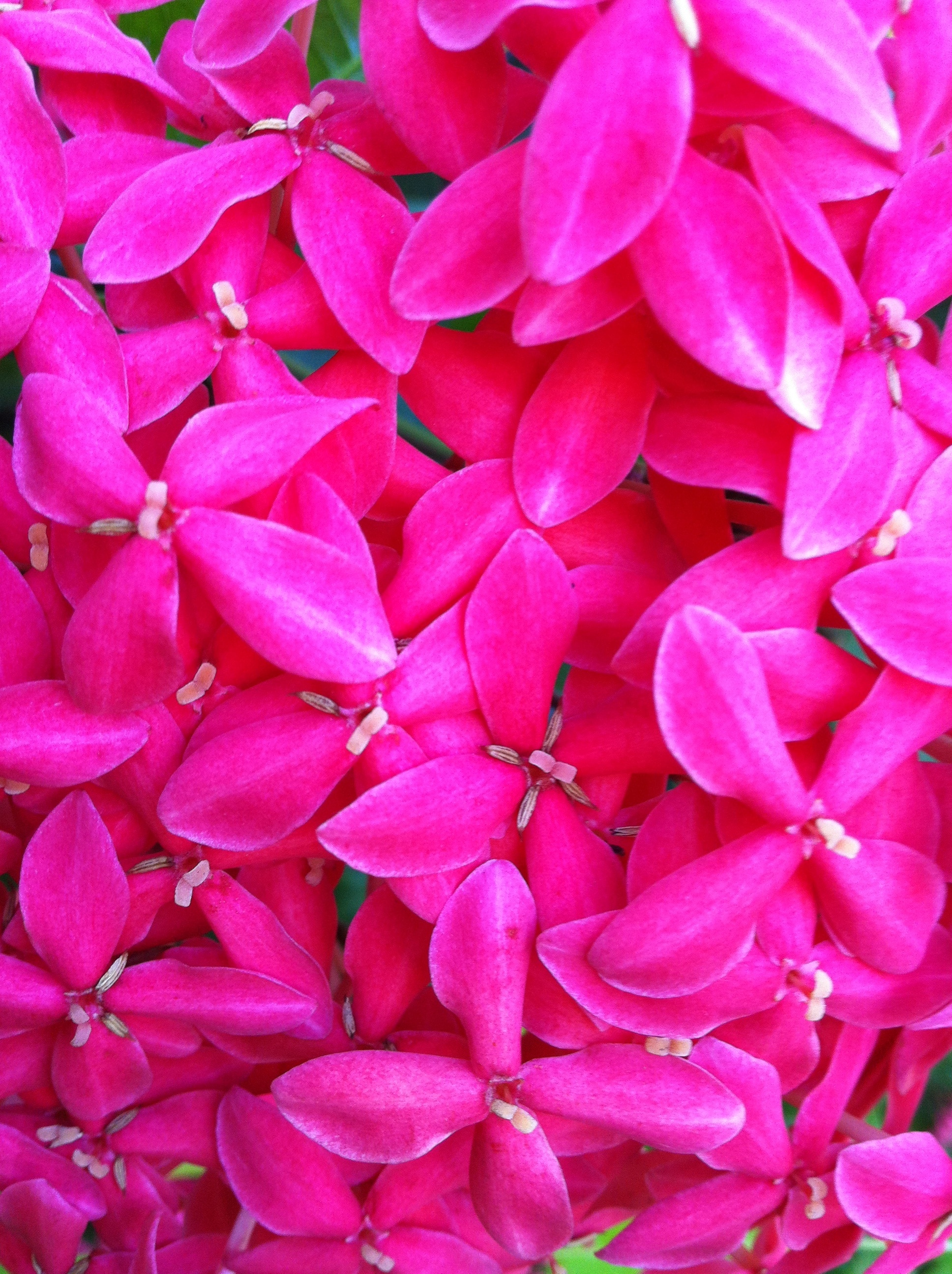 pink ixora flower