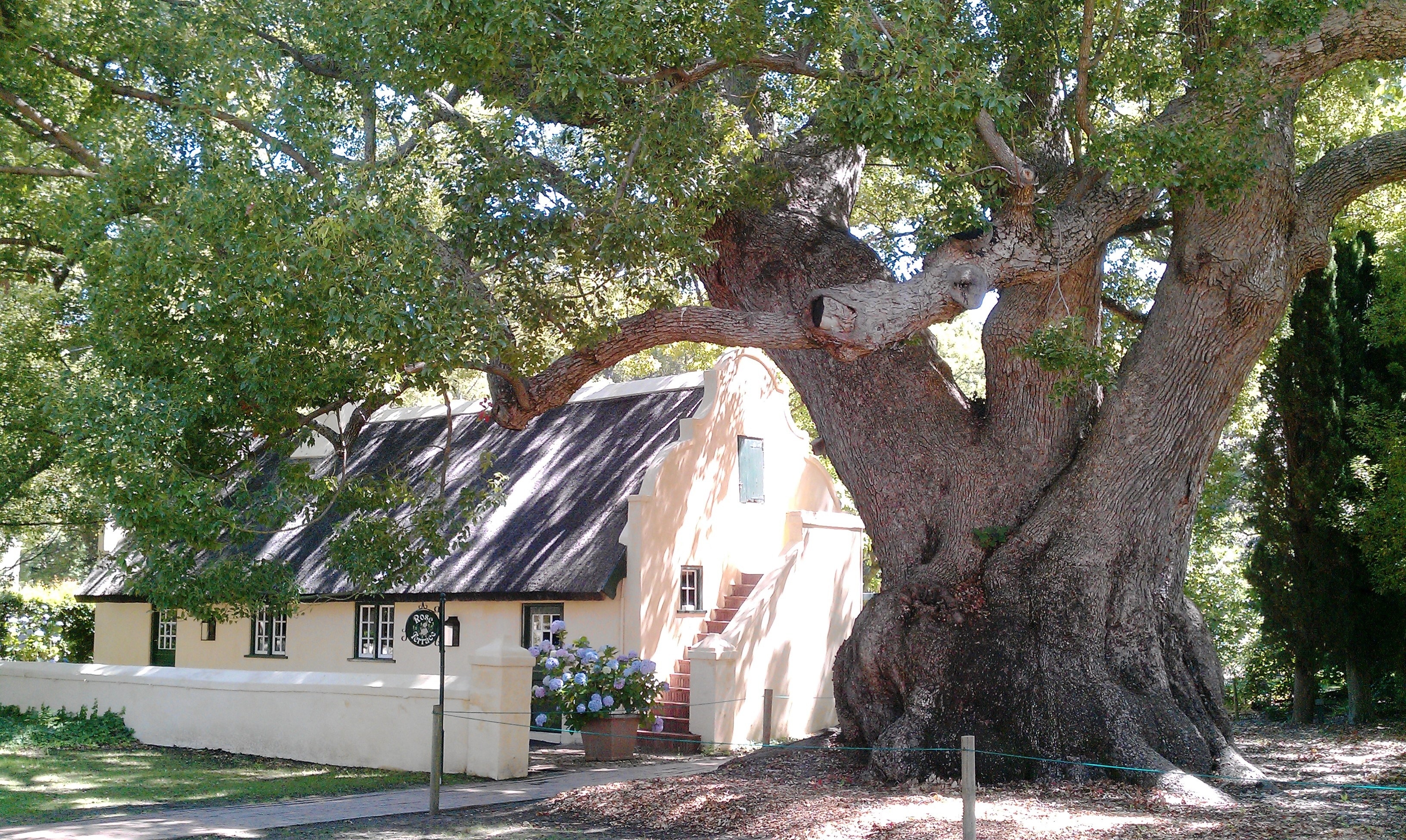 gray and green tree