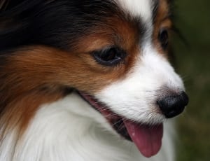 tricolor long coat small dog thumbnail
