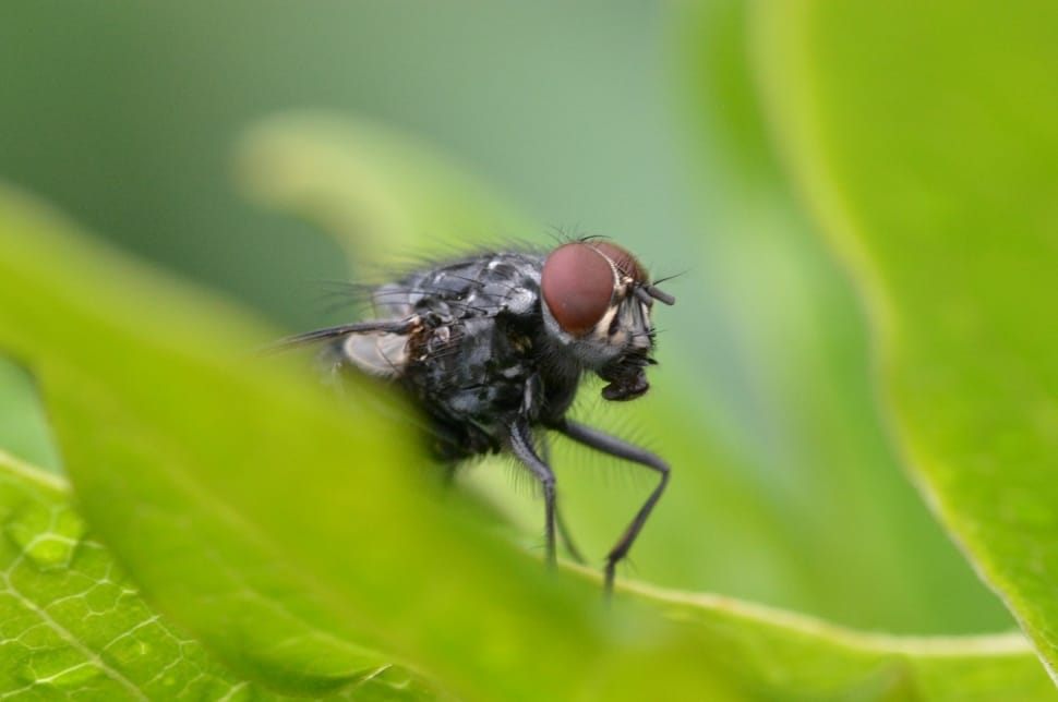 common housefly preview
