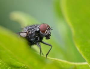 common housefly thumbnail