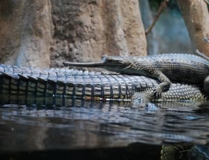 alligator thumbnail