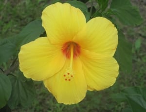 yellow petaled fower thumbnail