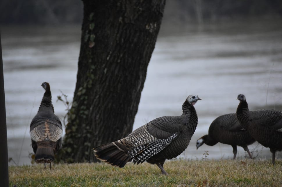 four turkey beside the river preview