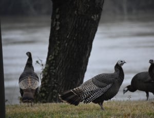 four turkey beside the river thumbnail