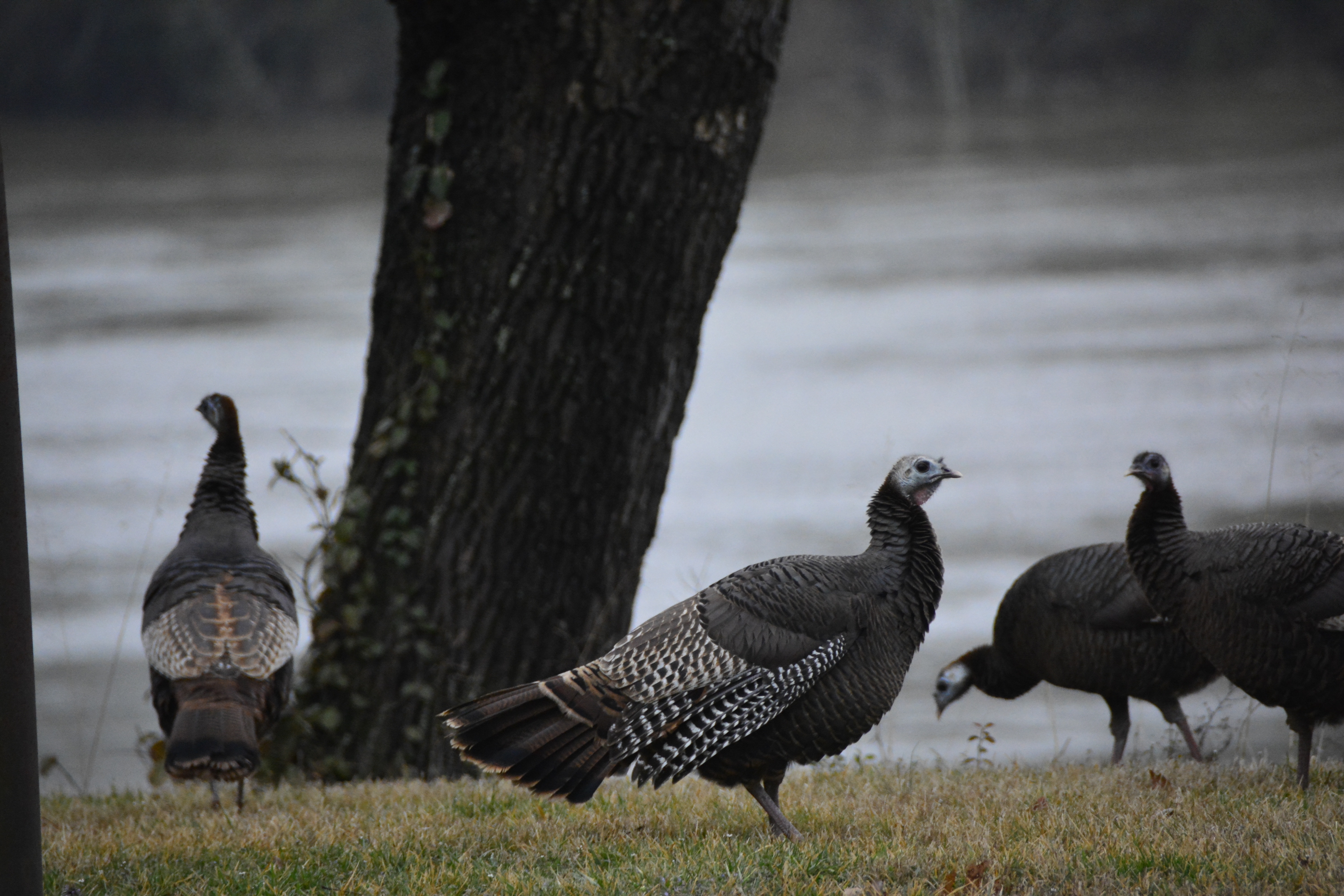 four turkey beside the river