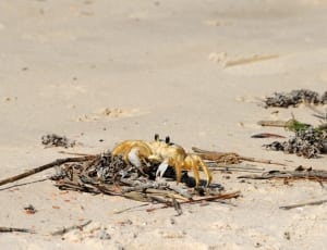 brown crab beside beach during daytime thumbnail