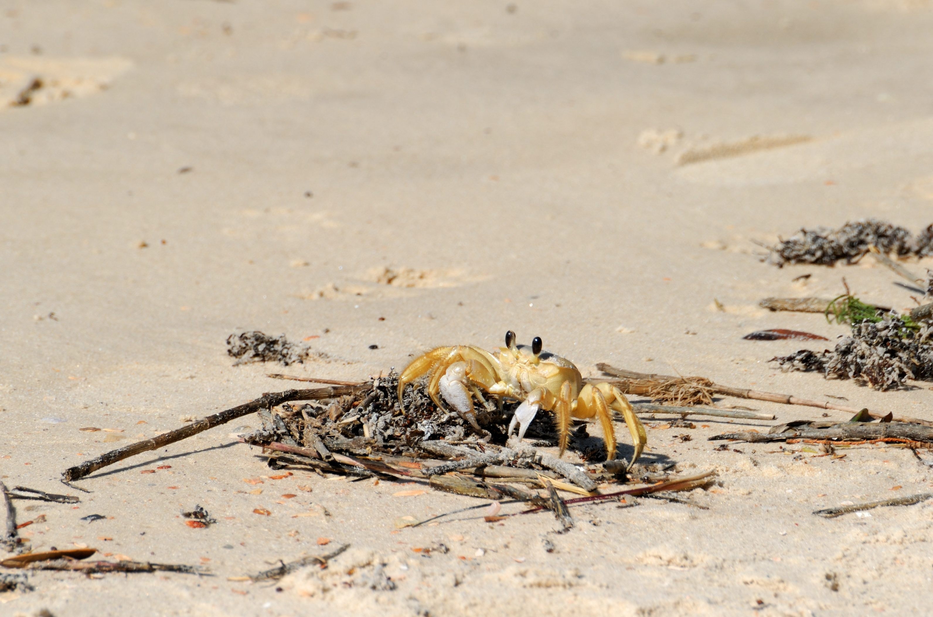 brown crab beside beach during daytime