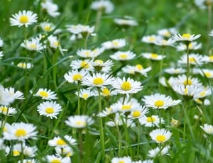 daisy field thumbnail