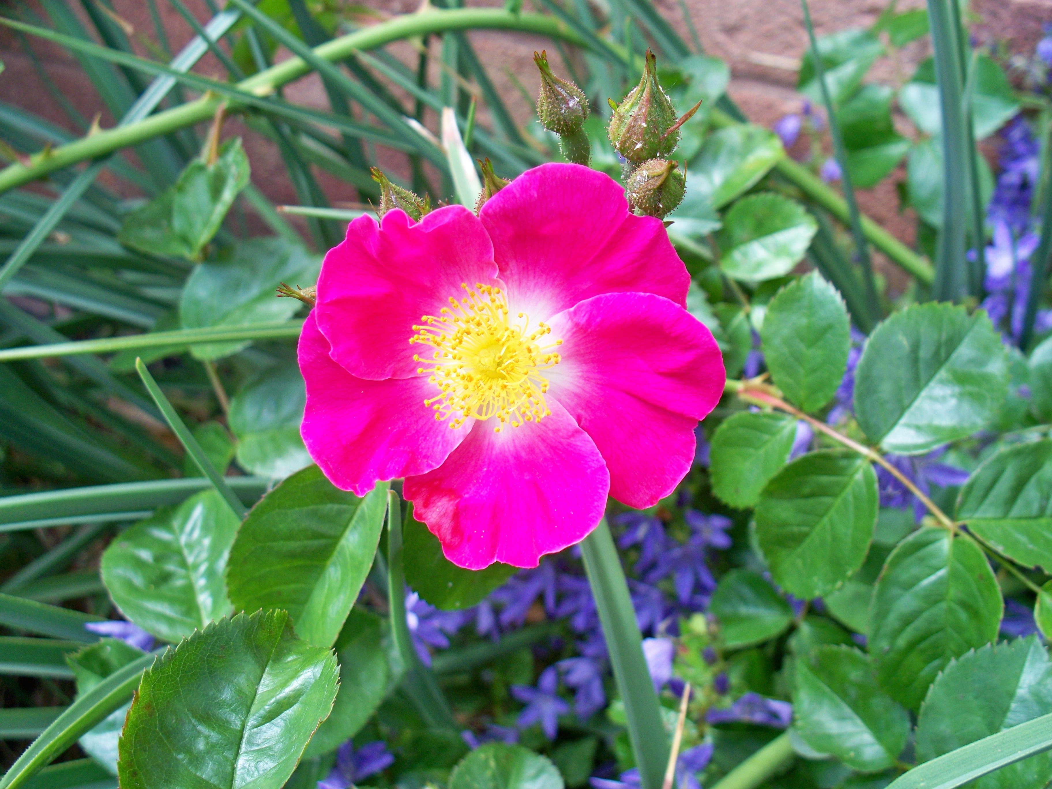pink Rose closeup photography