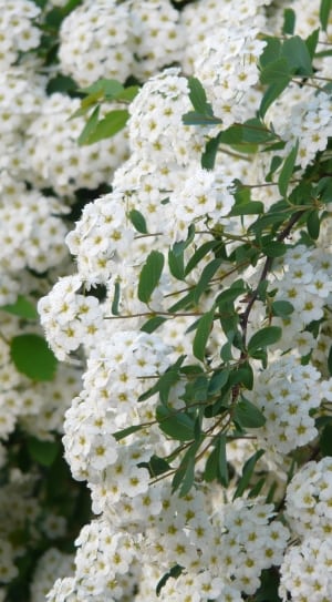 white flowers thumbnail