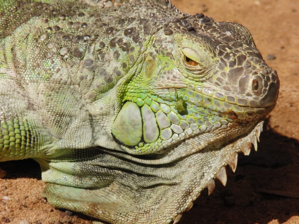 green and gray iguana preview