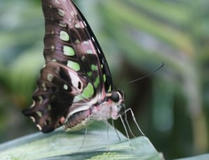 emerald swallowtail butterfly thumbnail