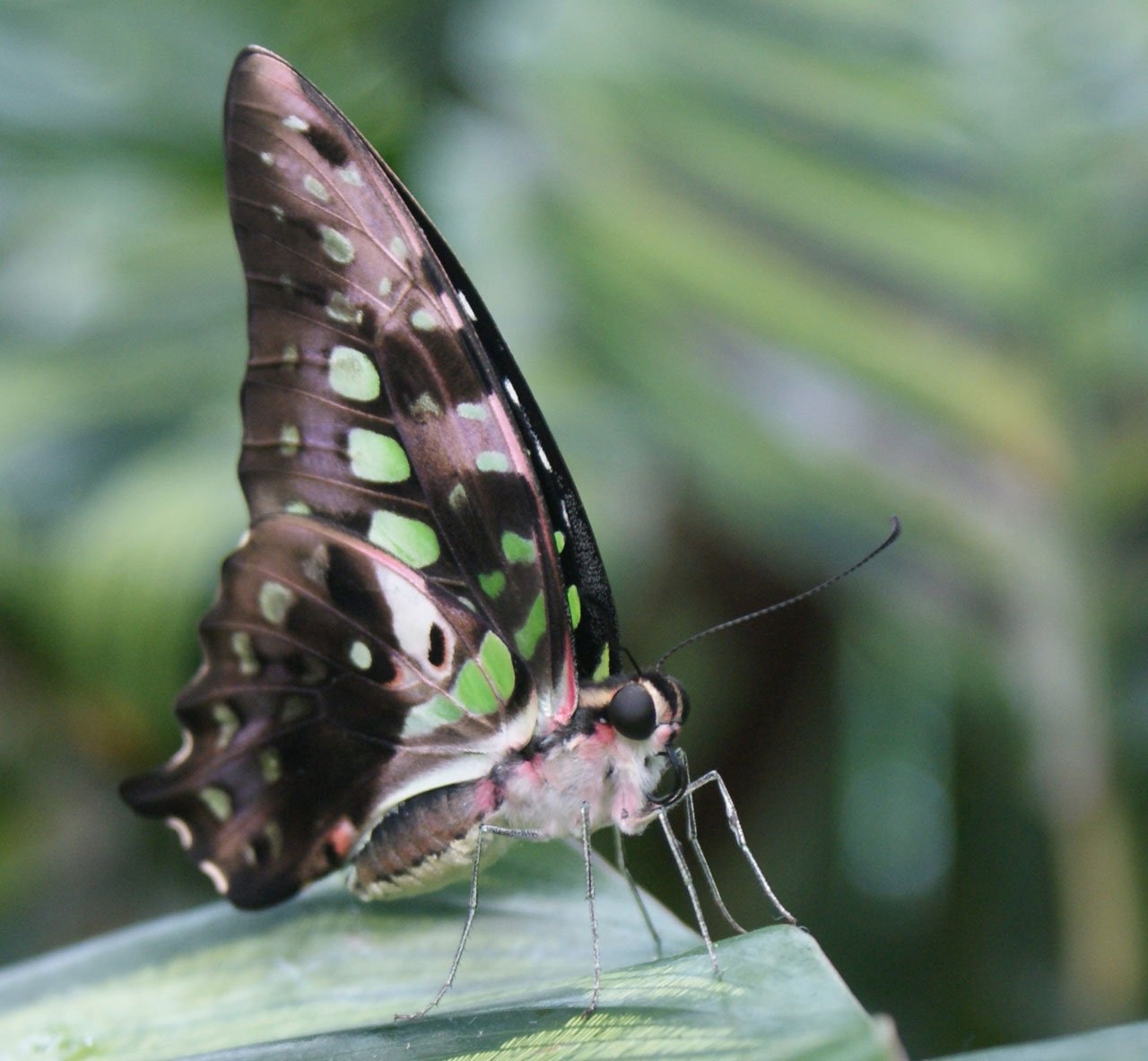 emerald swallowtail butterfly