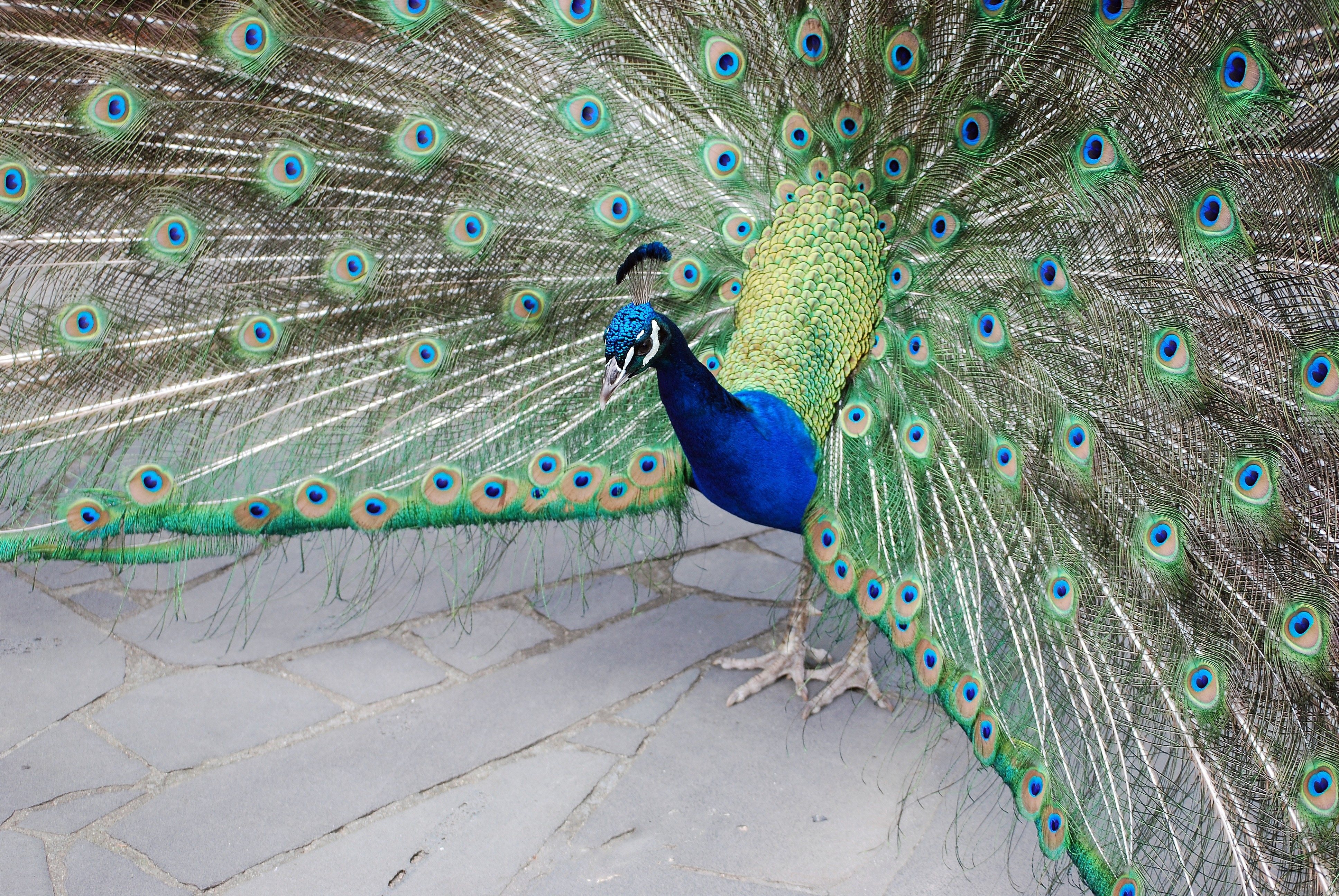 blue green and black peacock