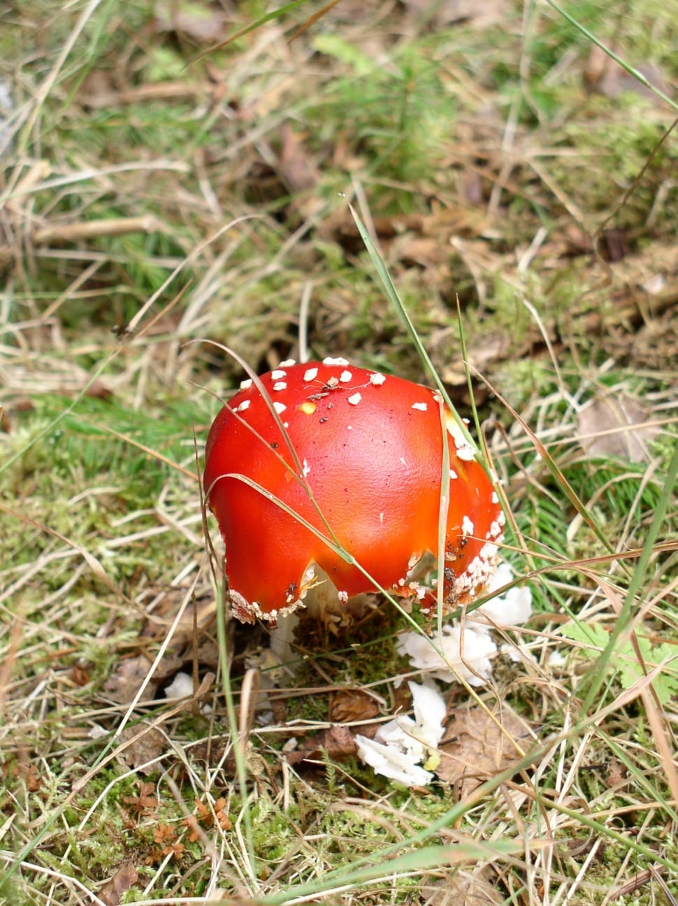 red mushroom preview