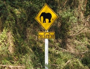 yellow and black elephant print signage thumbnail