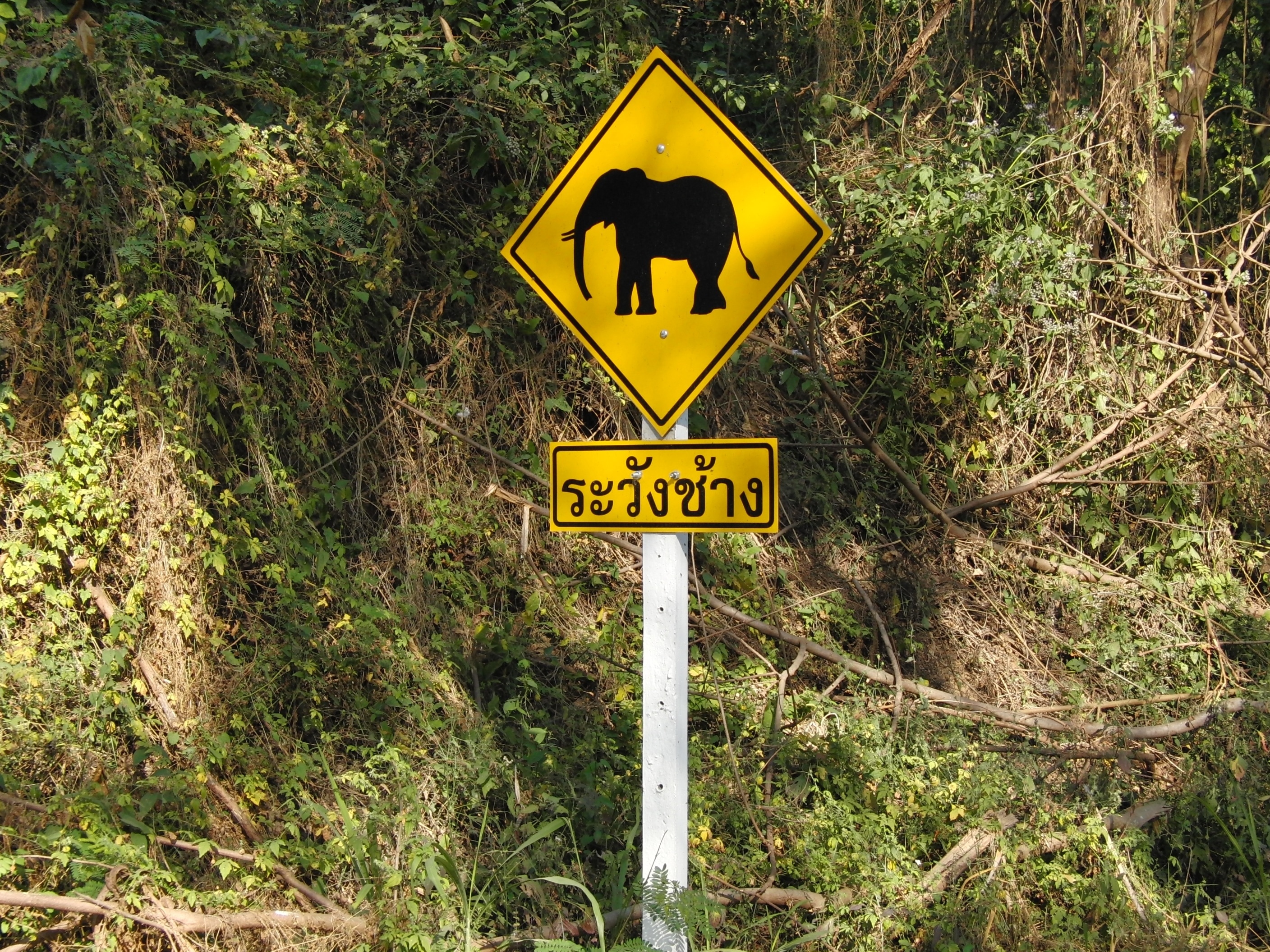 yellow and black elephant print signage