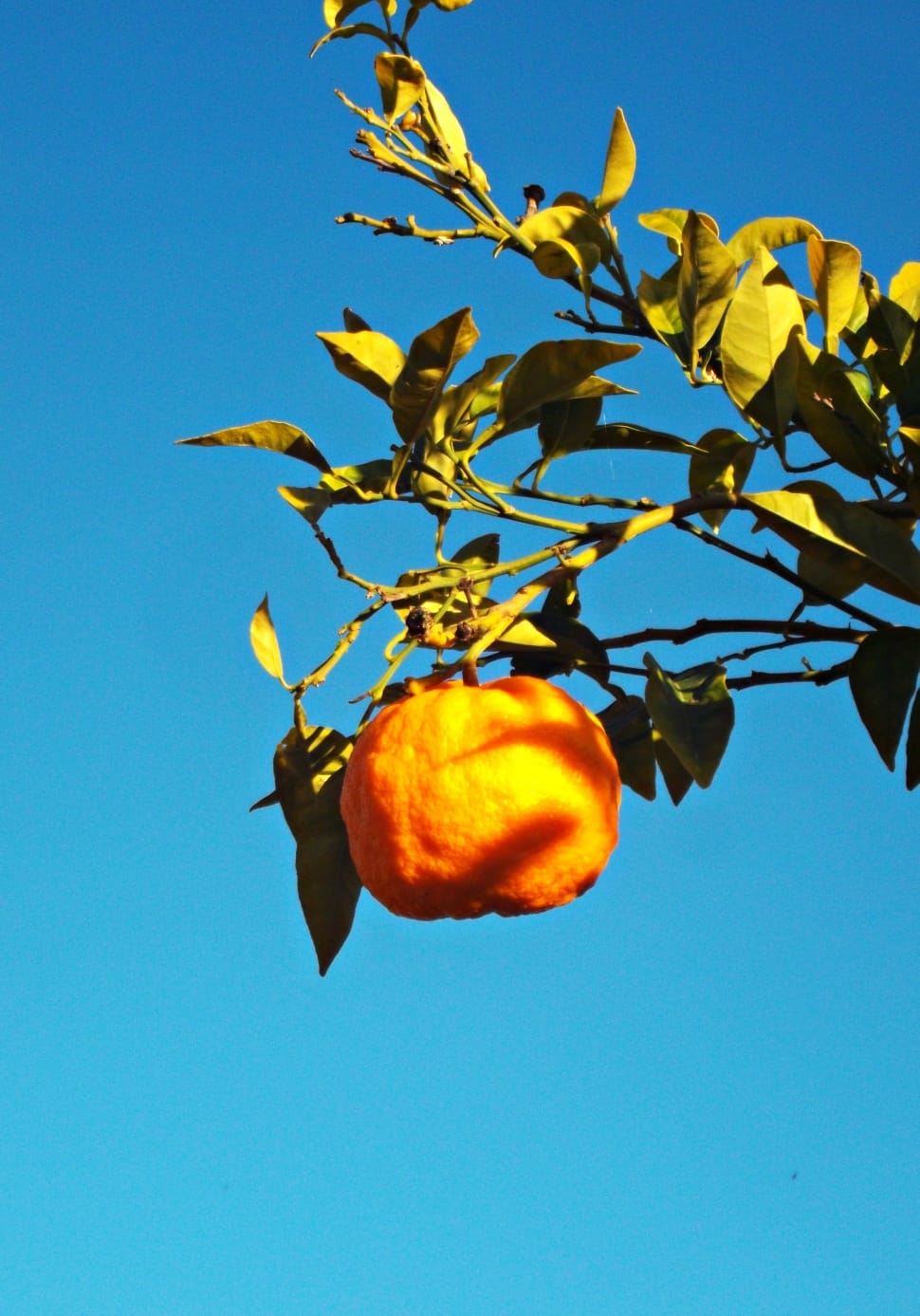 orange citrus round fruit preview