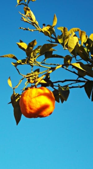 orange citrus round fruit thumbnail