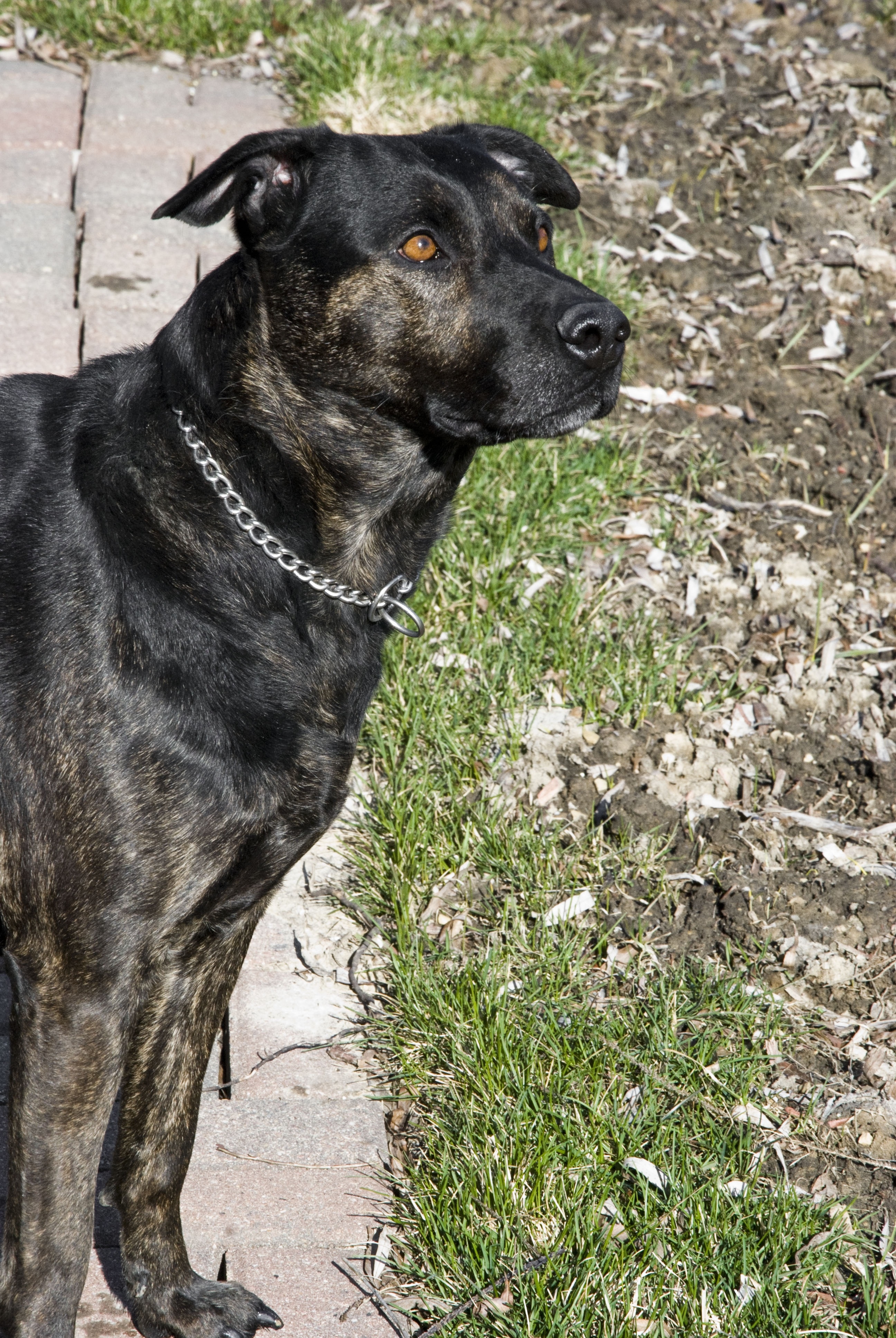 black and brown short coated medium breed dog