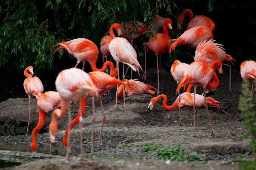 flock of american flamingos preview