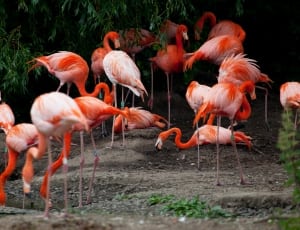 flock of american flamingos thumbnail