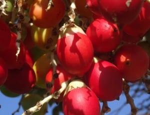 red and round fruits thumbnail