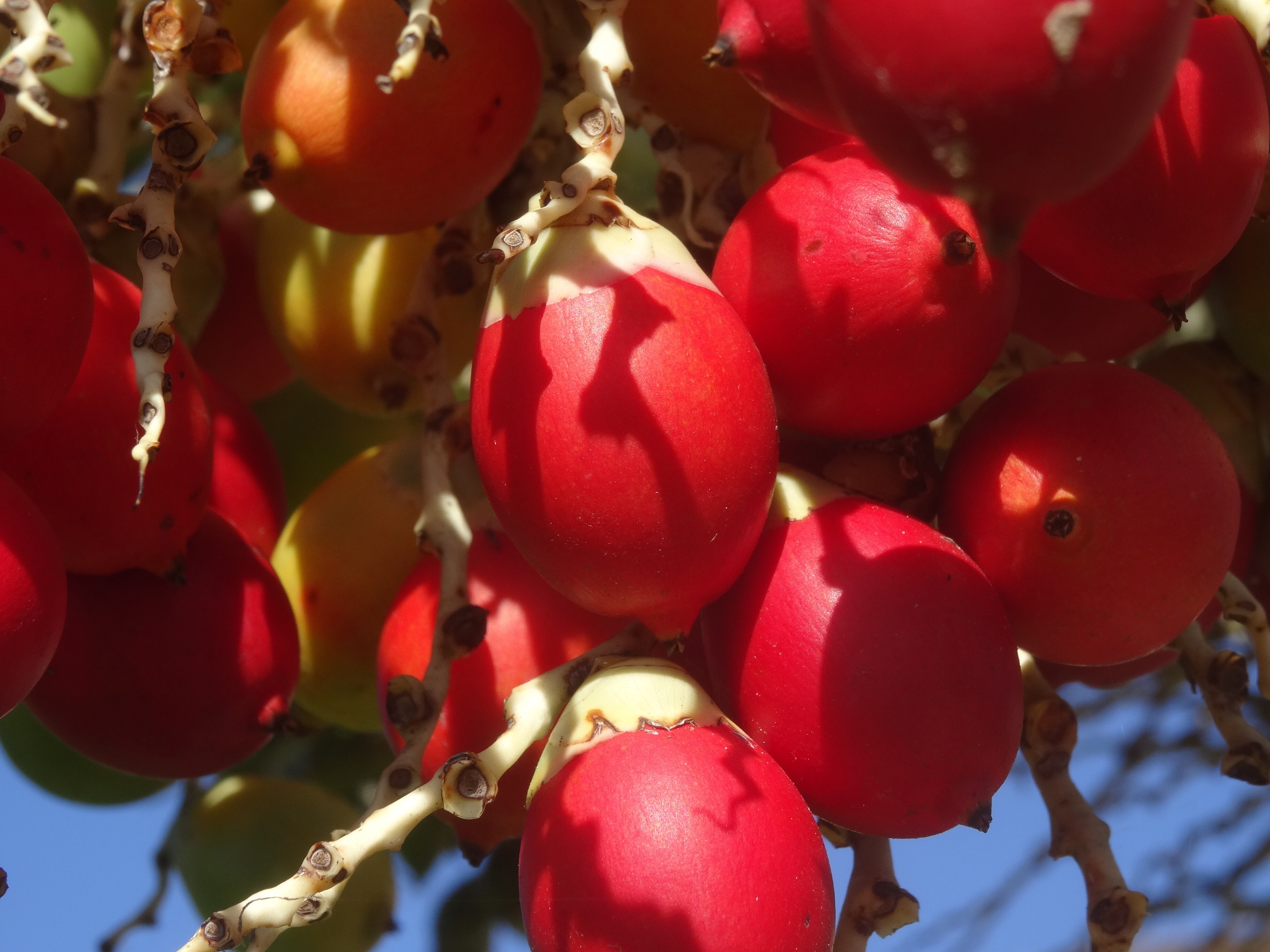 red and round fruits