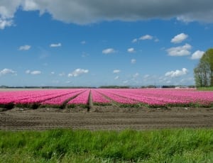 pink flower fields thumbnail