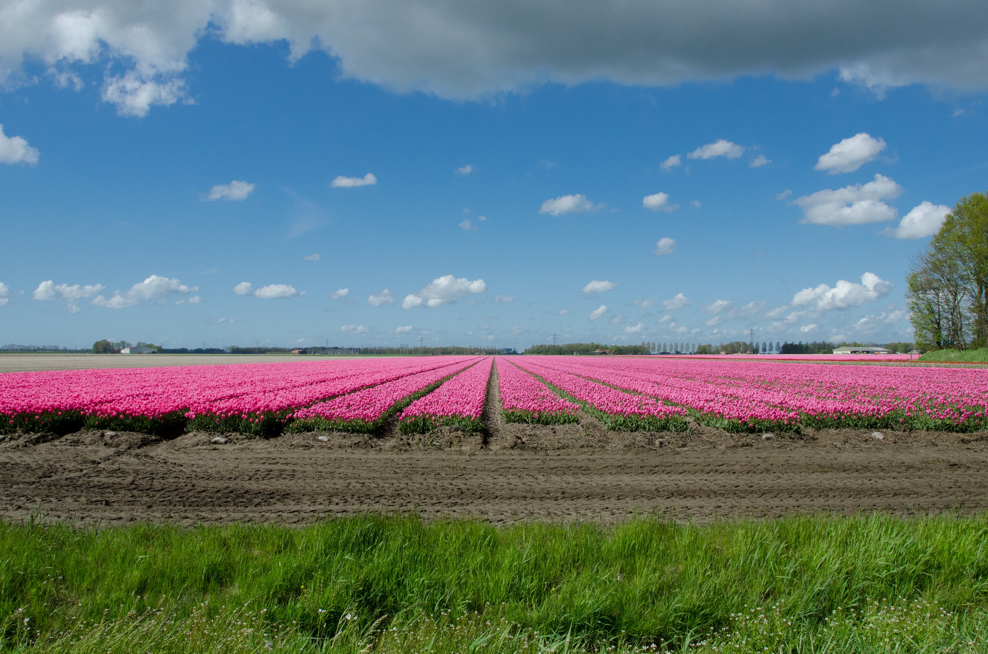 pink flower fields
