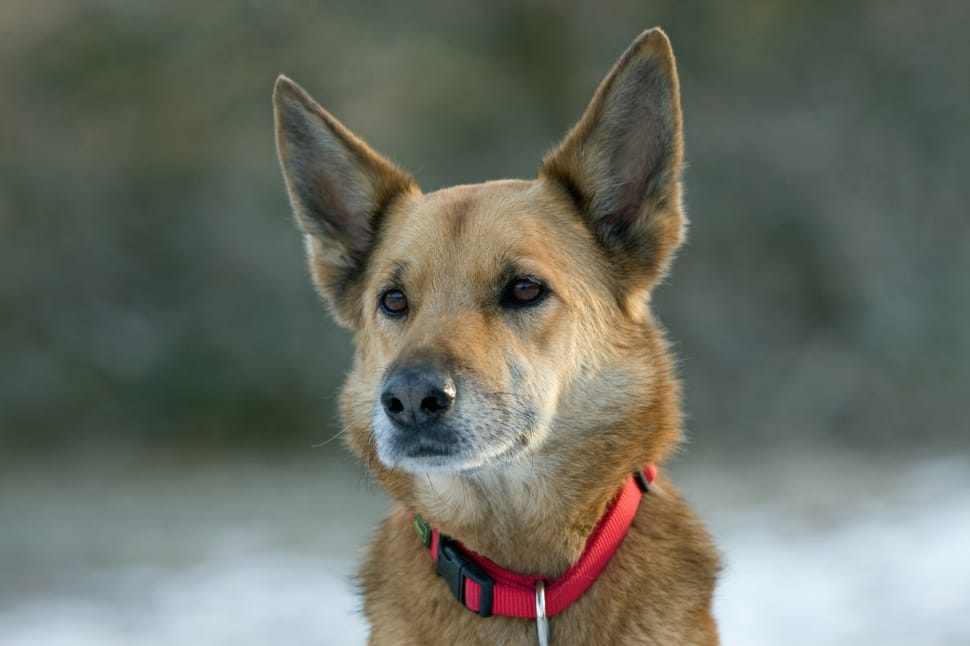 Tan german shepherd hot sale mix