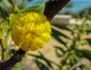 yellow petal flower during daytime thumbnail