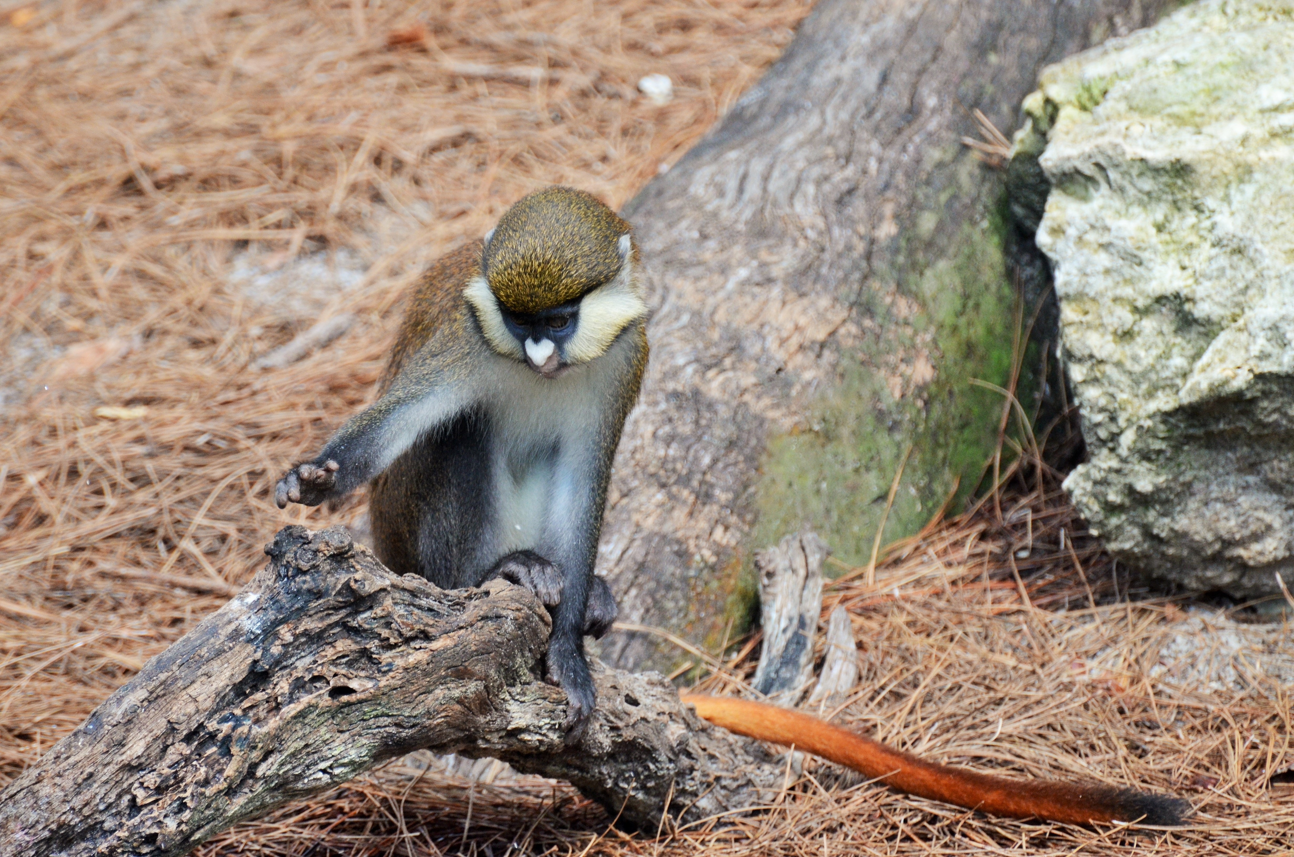 close up photography monkey on tree trunk