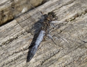 blue and brown keeled skimmer thumbnail