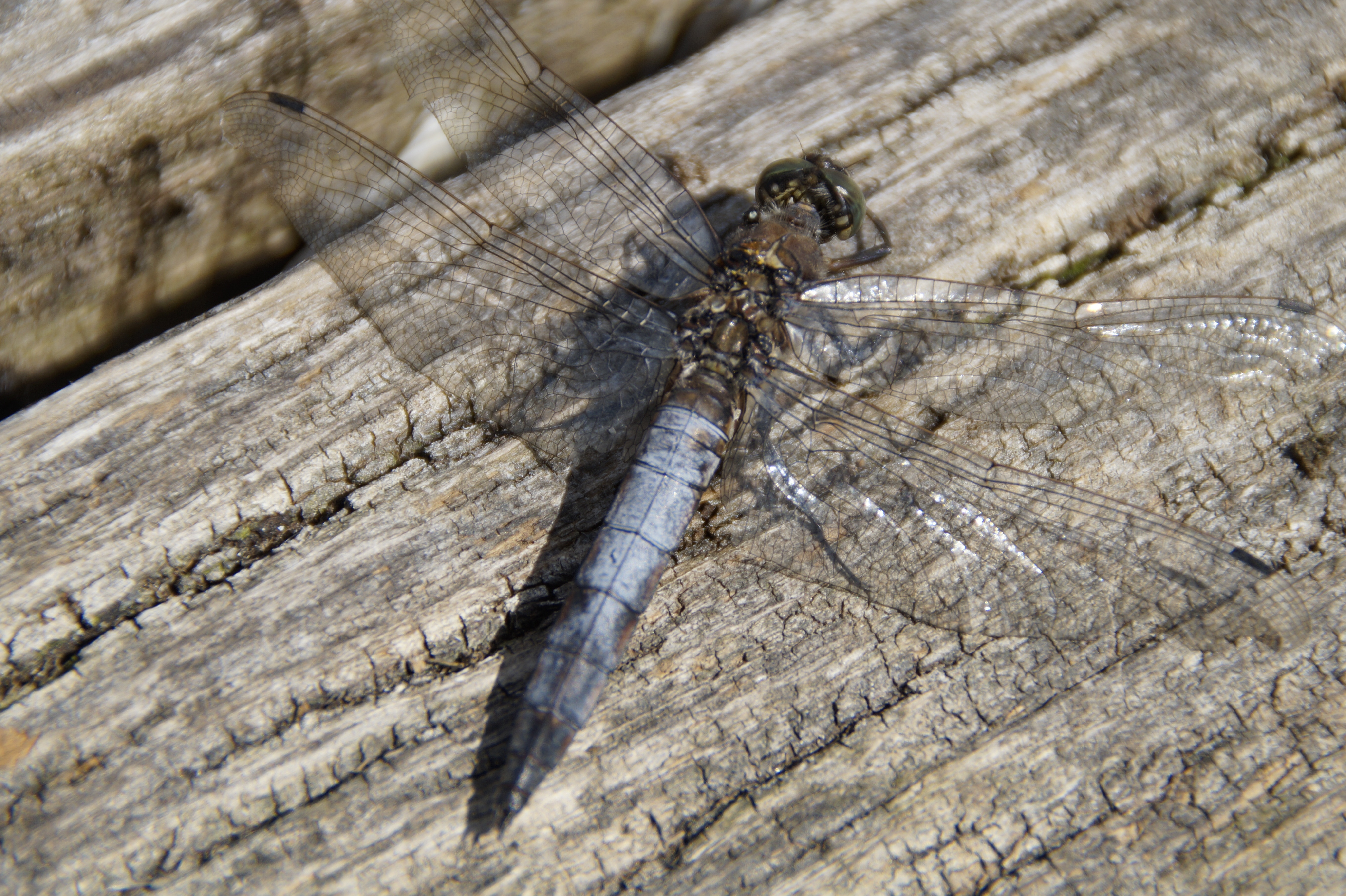 blue and brown keeled skimmer