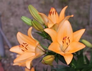 3 orange petaled flowers thumbnail