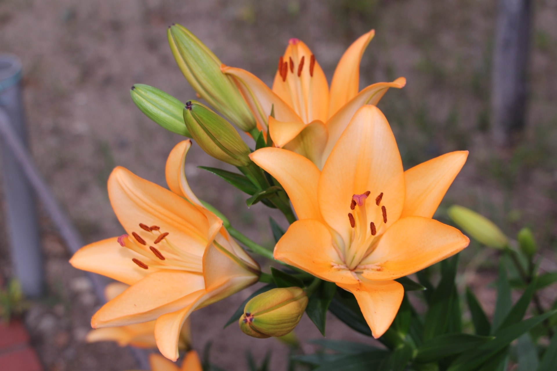 3 orange petaled flowers
