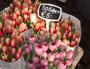 pink orange and red tulips thumbnail