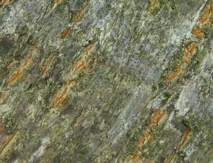 closeup shoot of green and brown surface thumbnail